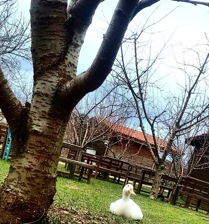 Salkim Konak Ve Agac Evler Affittacamere Selçuk Esterno foto